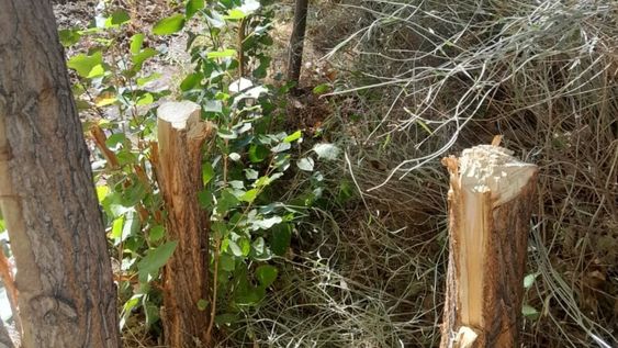 En un acto de vandalismo en Calingasta, arrasaron con unos 15 álamos en crecimiento correspondientes al plan de forestación en Barreal.