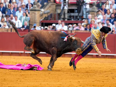 Morante de La Puebla fue operado de urgencia tras ser embestido por el animal en la plaza de la Maestranza. Morante de La Puebla fue operado de urgencia tras ser embestido por el animal en la plaza de la Maestranza.