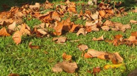 ¡Bello otoño!