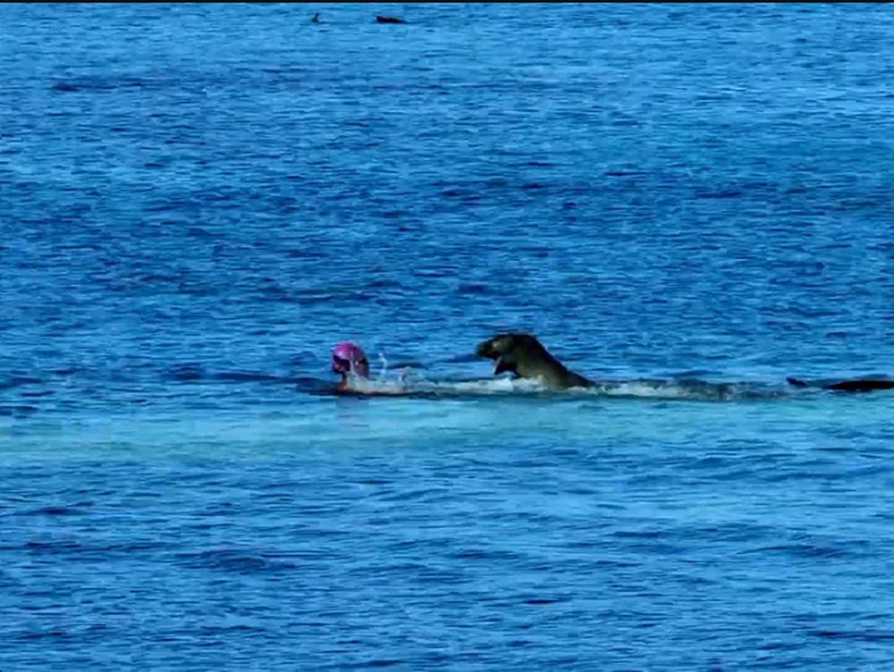 [VIDEO] El momento en que una foca ataca a una nadadora desesperada