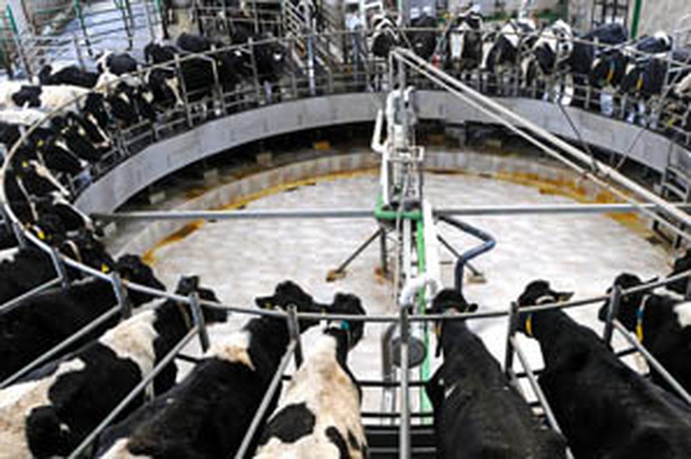 El primer tambo donde las vacas se ordeñan solas