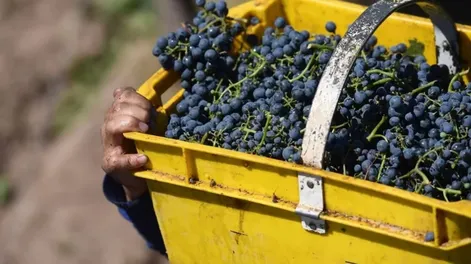 El INV prevé que la cosecha de uva en San Juan será superior a la del año pasado