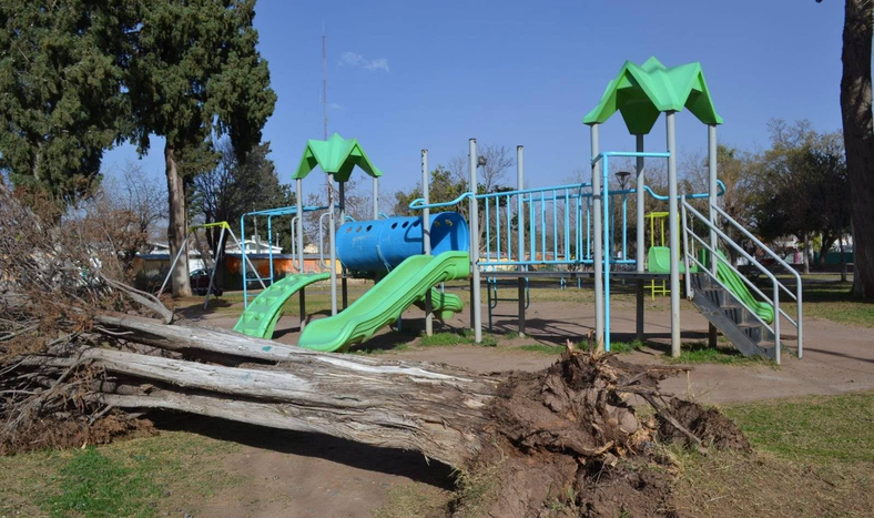 Las impactantes imágenes que dejó el Zonda en Valle Fértil: árboles caídos, postes derribados y familias afectadas