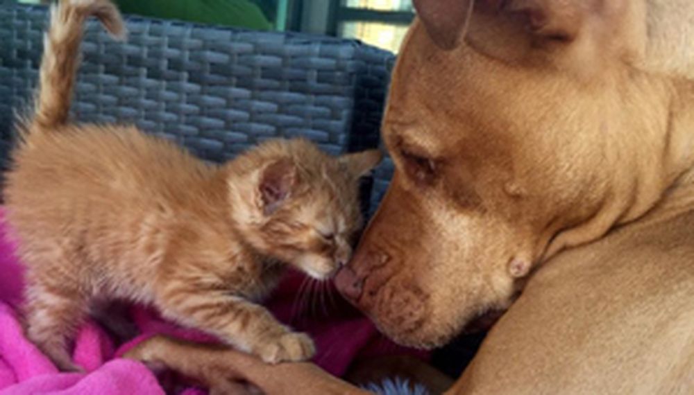 La amistad más tierna