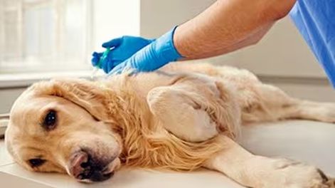 Cuidado de animales.