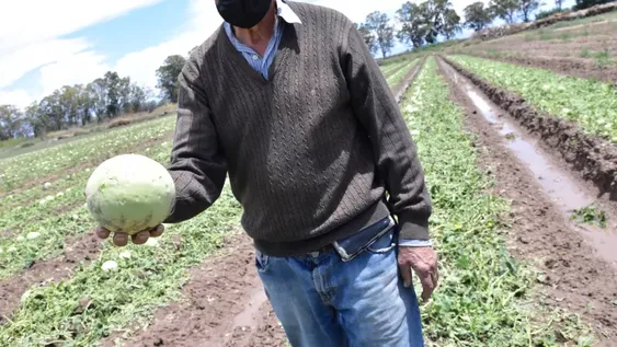Más de 100 denuncias por daños del granizo en cultivos