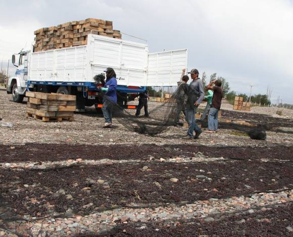 Creen que habrá hasta un 40% menos de pasas