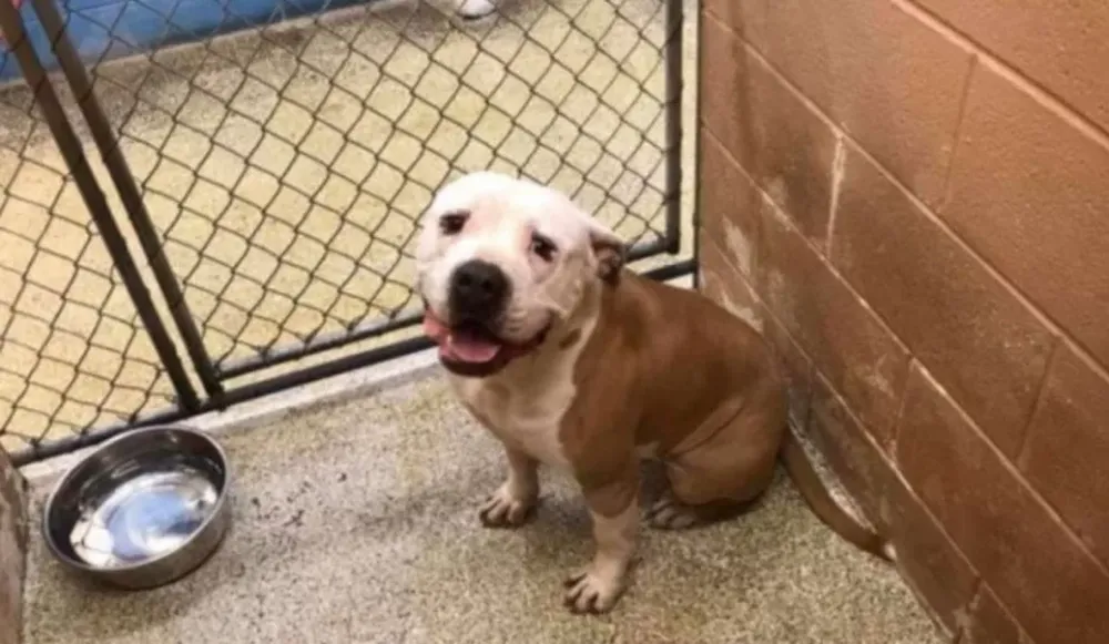 Un nene no quiso hacer los deberes y su familia regaló a su perro como castigo