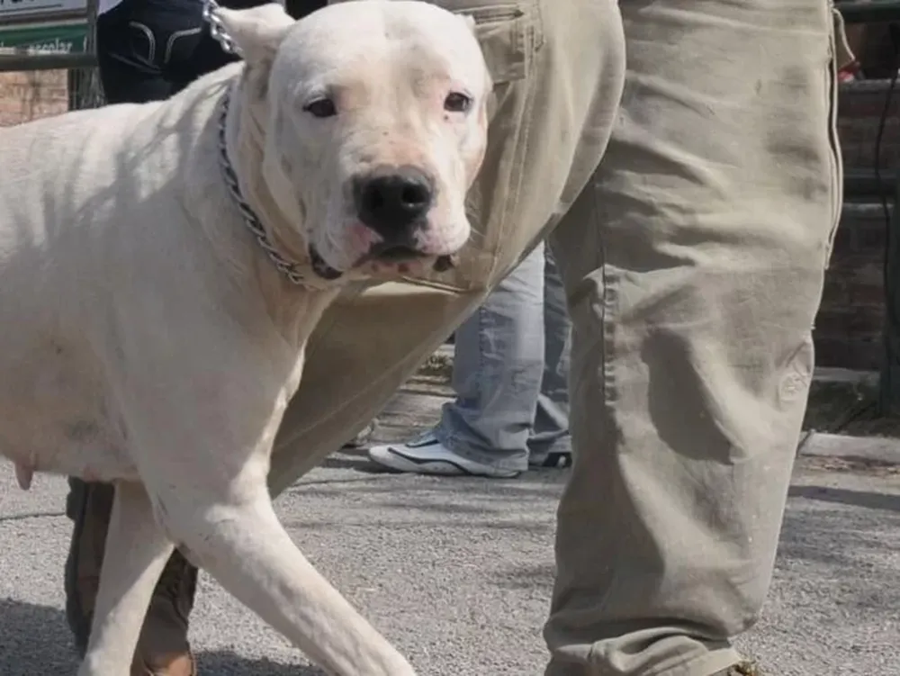 Un dogo atacó a un bebé y le provocó heridas en el cuero cabelludo y el rostro