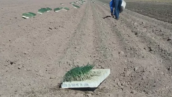 Trasplante de cebolla