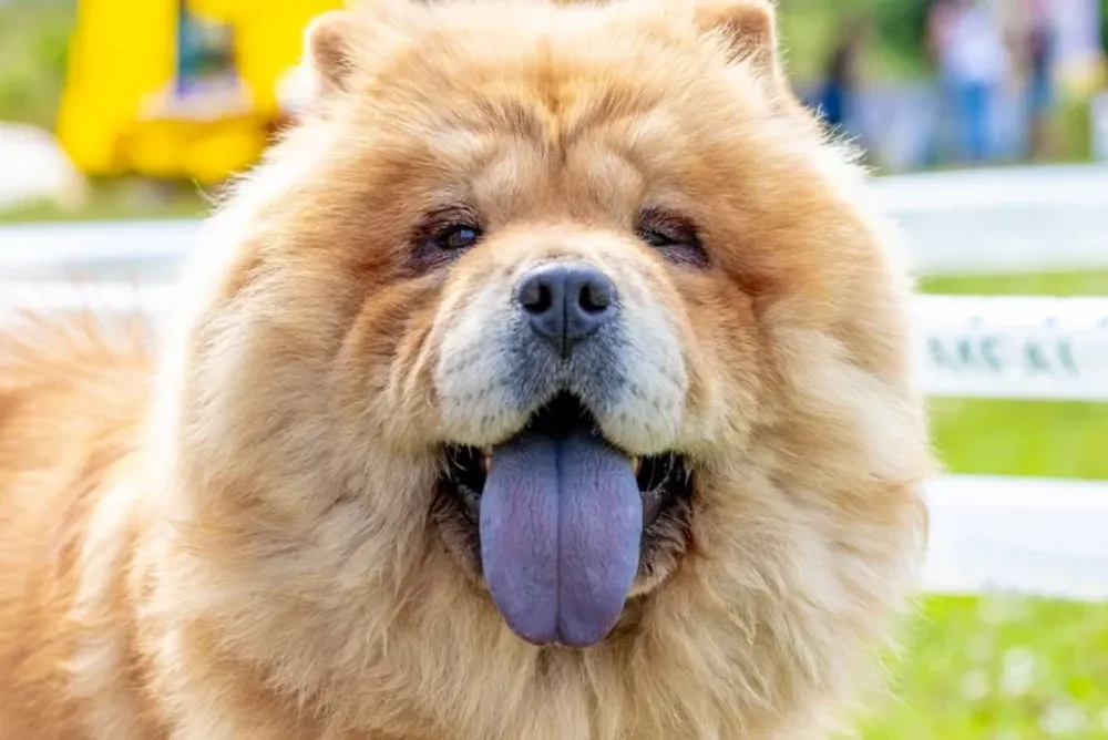 Una mujer sufrió 40 puntos de sutura por el ataque de un perro de raza Chow Chow