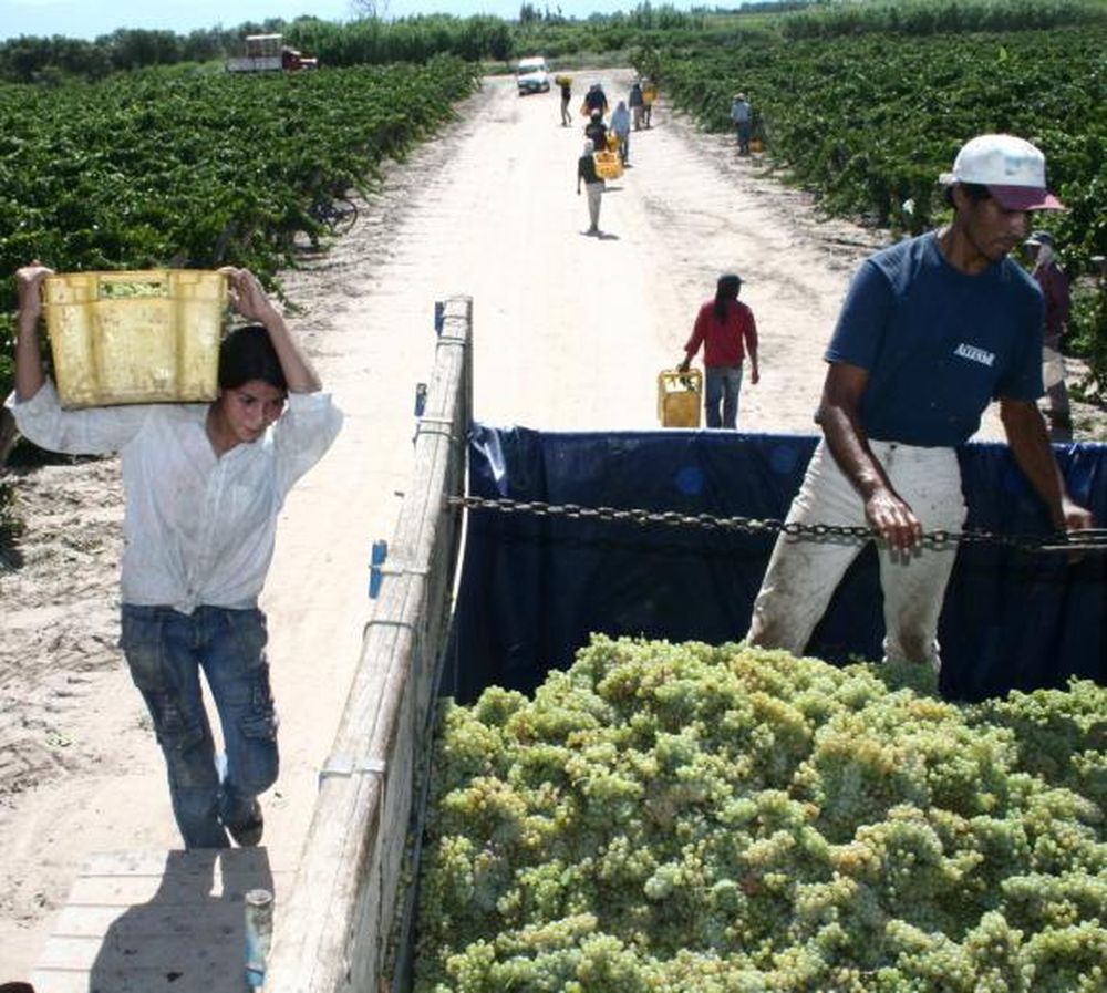 Con $100 millones, abren créditos para la cosecha