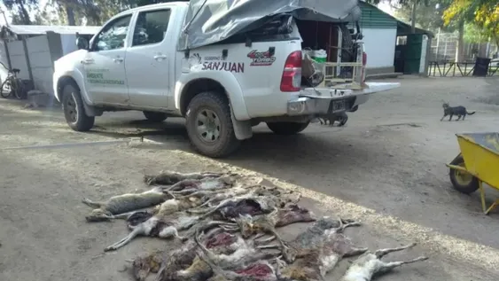 Decomisaron 17 liebres y dos quirquinchos muertos
