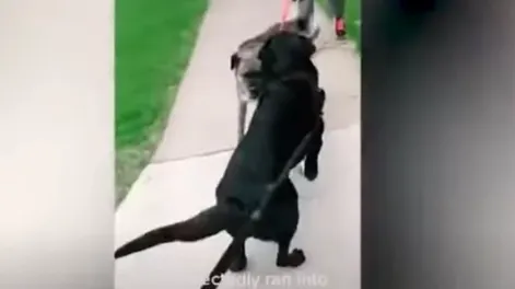 Dos perros pasaron mucho tiempo sin verse y su reencuentro se hizo viral