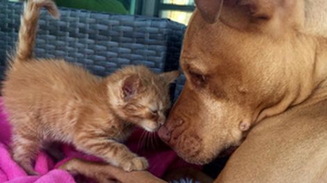 La amistad más tierna