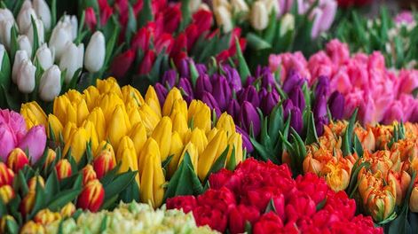 Las flores de primavera: algunas variedades, requerimientos y cuidados