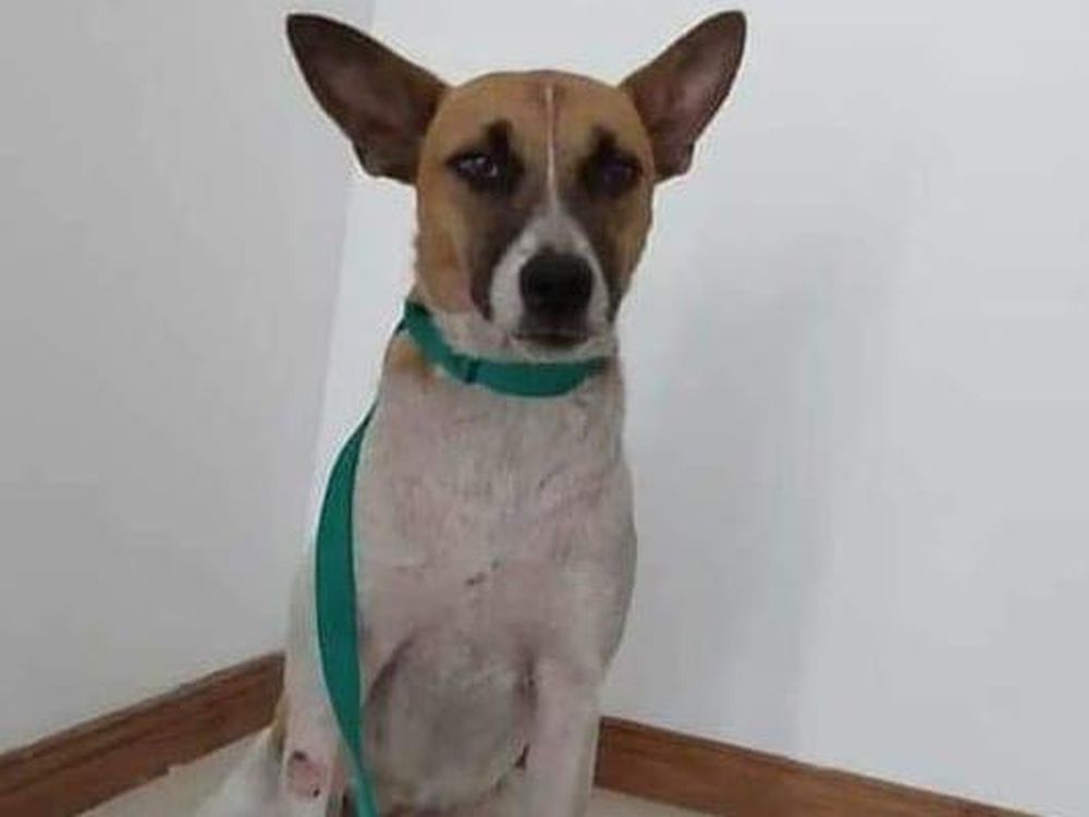 La perra pateada en el tren se recupera y encontró una familia adoptiva