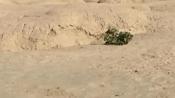 [FOTOS] Hallaron huesos humanos en un descampado de Ullum e investigan el origen