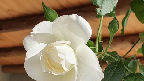 Octubre, mes de la rosa