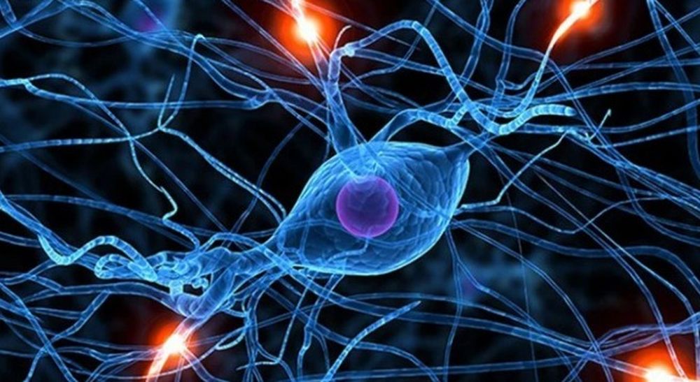 Descubrieron que un fármaco experimental para tratar el Alzhéimer es efectivo contra la ELA