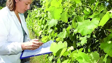 Bermejo alimenta su tambo caprino cultivando forraje hidropónico