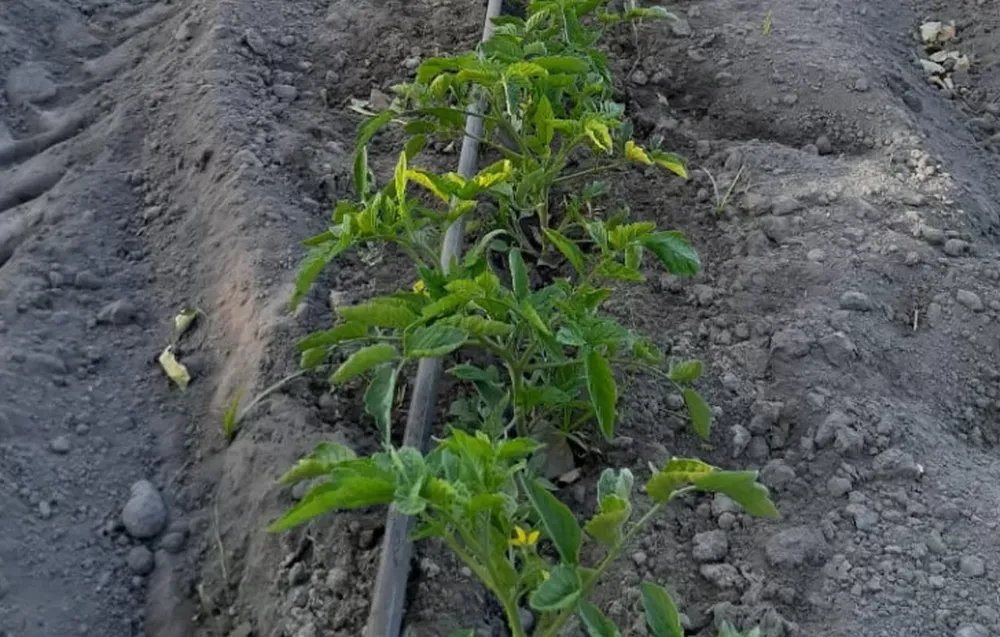 Productores alertan que por falta de insumos de riego peligran cultivos