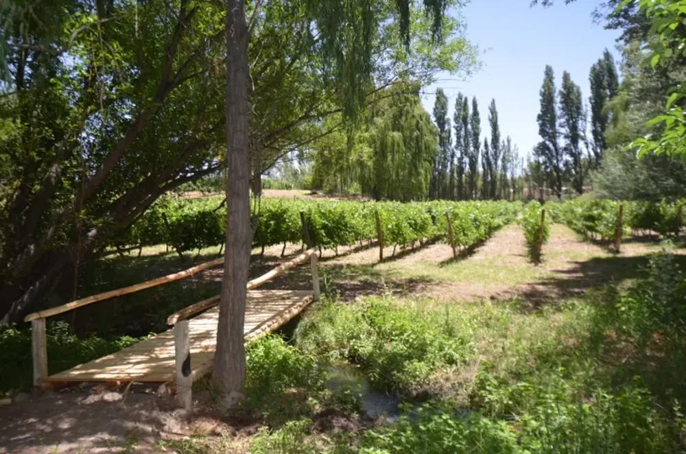 Un paseo entre viñas y arte