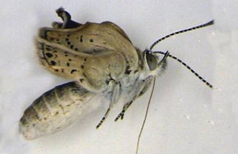 Mariposas  mutantes por la radiación
