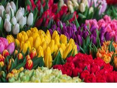 las flores de primavera: algunas variedades, requerimientos y cuidados las flores de primavera: algunas variedades, requerimientos y cuidados