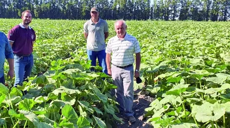 Se exportan zapallos orgánicos sanjuaninos, en plena pandemia