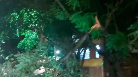 Árboles caídos, calles anegadas y vuelos desviados: las consecuencias del fuerte temporal