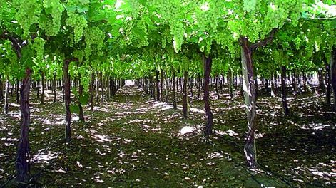 Mayor volumen y anticipo de cosecha en uva de mesa local