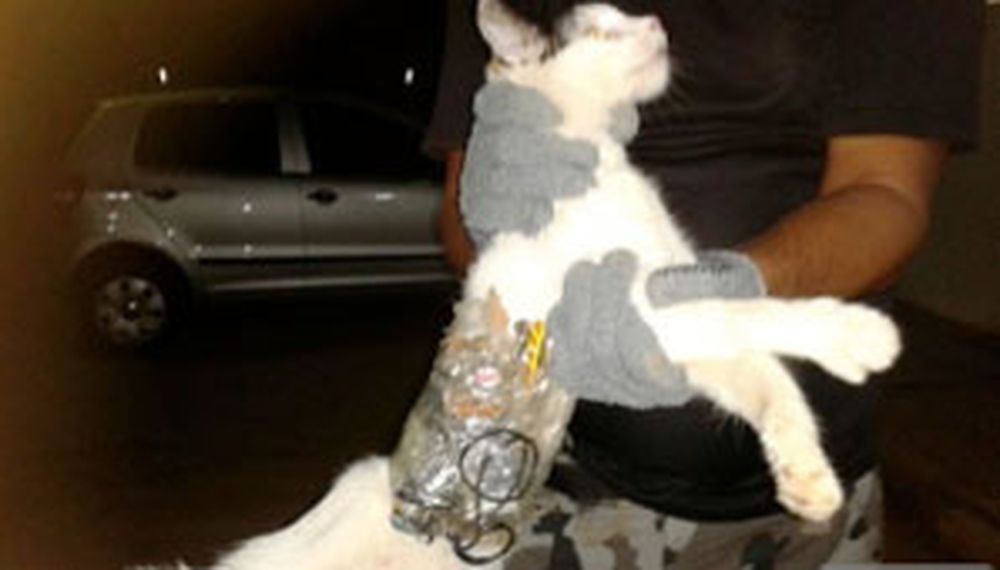 Un gato “traficante”