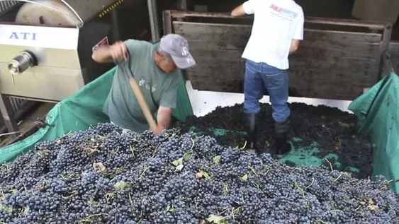 Por la merma se triplica el número de bodegas de Mendoza que buscan uva