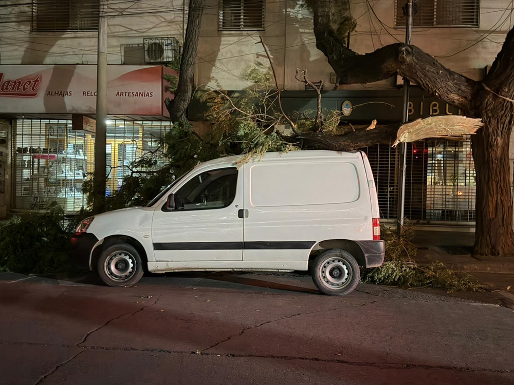 Árboles caídos por el viento Zonda.