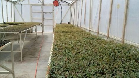 Californianos plantarán tres mil hectáreas de pistachos