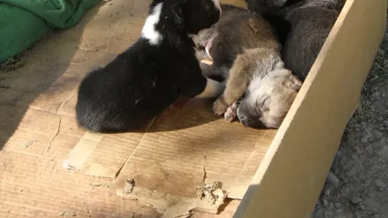 La ley de tenencia de mascotas se aplicará de a poco, para “concientizar”