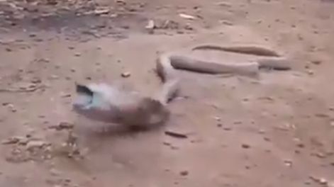 Esto es lo que sucede cuando una cobra se traga una botella de plástico