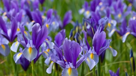Iris: la flor de la primavera que llena de color el jardín y casi no pide cuidados