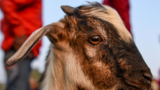 Un sacerdote ebrio iba sacrificar a una cabra pero degolló al hombre que sostenía al animal