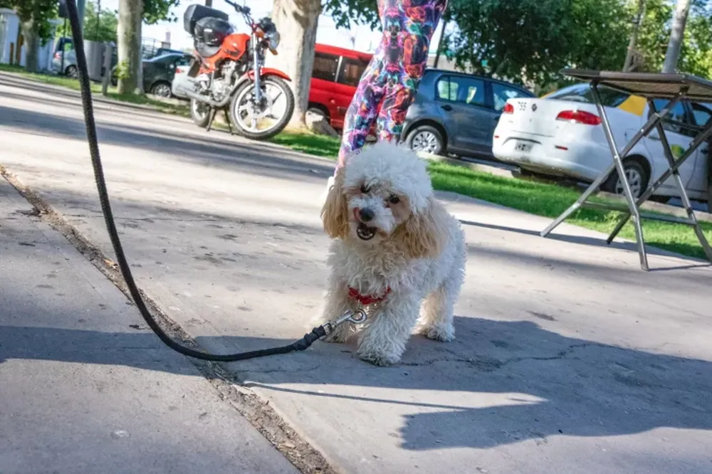 Cronograma semanal de castración gratuita y vacunación antirrábica para perros y gatos