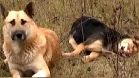 Lealtad canina