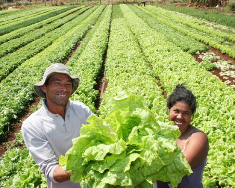 Máquinas para agricultura familiar
