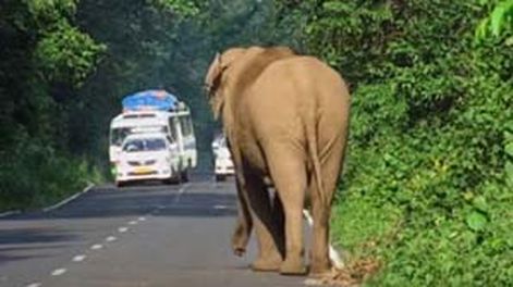 Video: papá elefante y un gesto tiernísimo