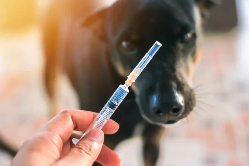 Acusan a veterinarios de inocular a personas vacunas contra el coronavirus para perros