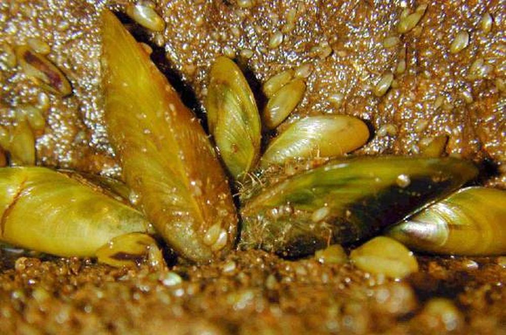 Plan para erradicar al molesto mejillón dorado