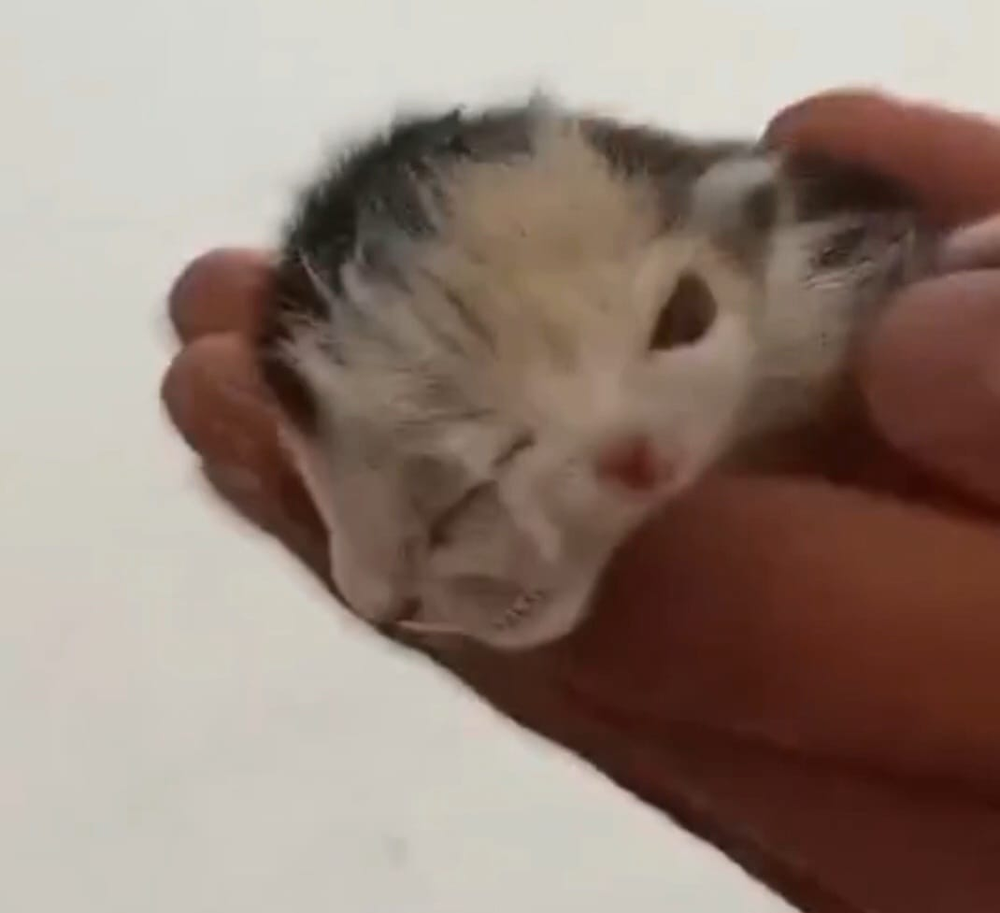 El gatito nació en el barrio Conjunto 5 de Rivadavia y llamó la atención por la aparente duplicación de algunos rasgos de su rostro.