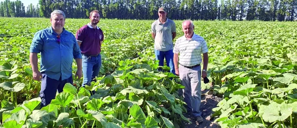 Se exportan zapallos orgánicos sanjuaninos, en plena pandemia
