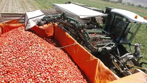 A 7 meses esperan que vuelvan los vuelos para confirmar el Congreso del Tomate