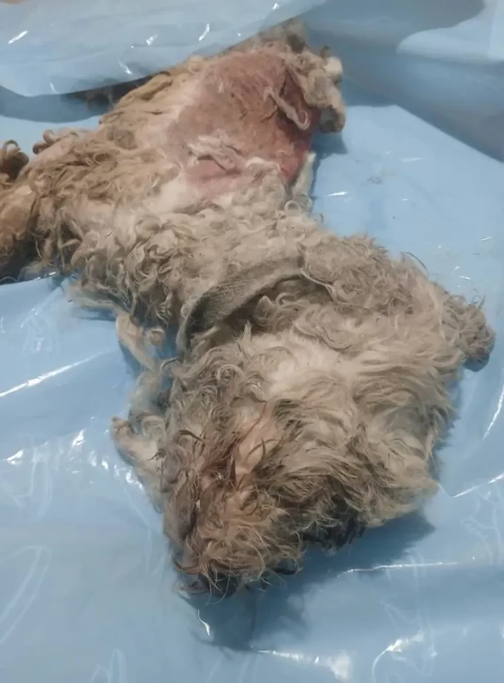 Denuncian a una mujer por matar con ácido a un perro